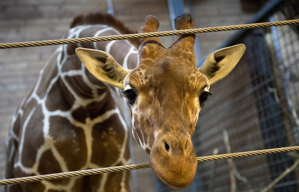 Marius byl zcela zdravý sameček žirafy.