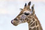 Sameček žirafy severní núbijské Matyáš se narodil letos 13. února nejstarší samici pražského stáda Elišce. Jeho otcem je Johan, původem z Nizozemska