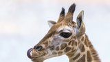Benjamínek žirafí rodiny pražské zoo: Dvouměsíčnímu samečkovi dali jméno Matyáš