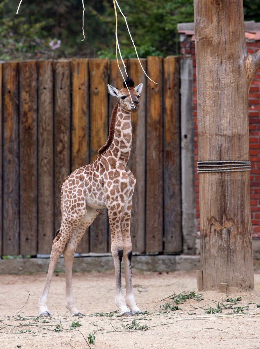 Žirafí slečna si pochutnává na vetvičkách stromů.