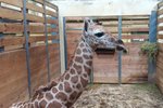 Zoo Praha má další důvod k oslavě, narodilo se tam mládě žirafy.