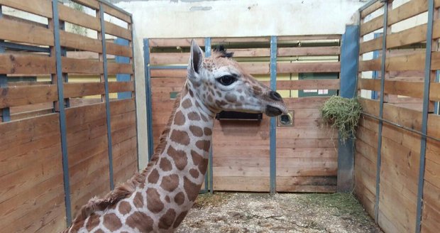 Žirafa Eliška (20) v Zoo Praha porodila samičku: Uvidíte ji za 14 dnů