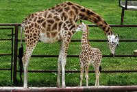 V pražské zoo se narodilo první letošní žirafí mládě