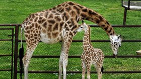 V pražské zoo se narodilo první letošní žirafí mládě.