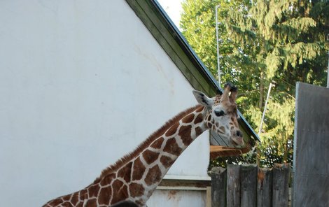 Žirafí slečna Layla slavila 1. narozeniny.