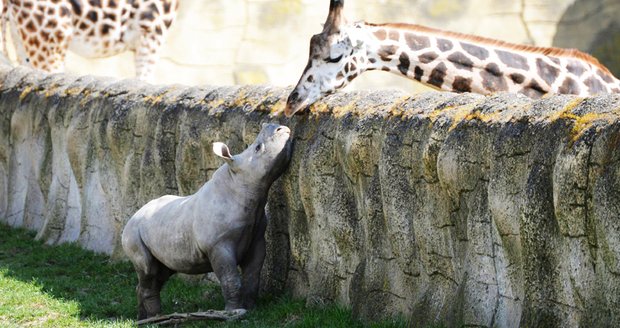 Dej mi hudlana, dlouhánko! Láska mezi nosorožcem a žirafou