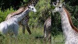 Unikátní objev: Už jste někdy viděli bílou žirafu? V Tanzanii se jedna taková prohání