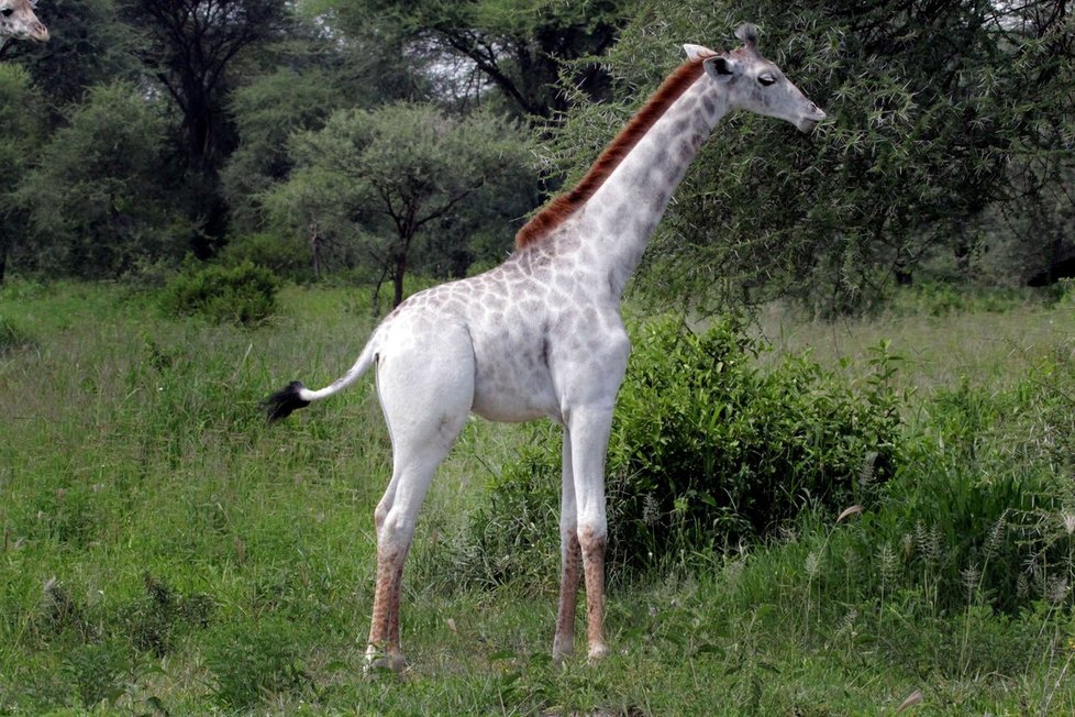 Omo je nejspíš jediná žirafa svého druhu.