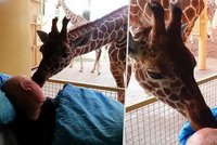 Srdcervoucí sbohem: S chovatelem, který umírá na rakovinu, se loučila jeho žirafa