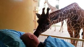 Žirafa vycítila, že Mariovi není dobře. Přišla k němu a rozloučila se s ním
