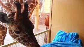 Poslední sbohem od milované žirafy