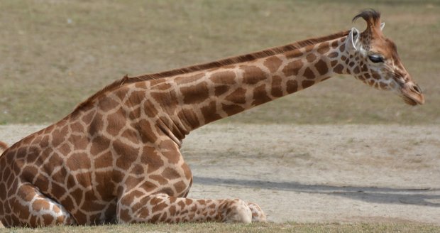 V ostravské zoo museli utratit žirafu, měla srdeční problémy. Maso sežrali šelmy.