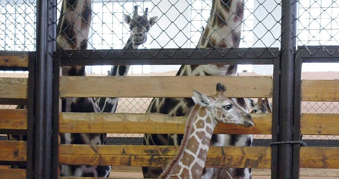 Ozák je již 219. žirafím mládětem narozeným v zoo ve Dvoře Králové. Zatím ven nesmí, lebedí si ve vytápěném pavilonu.
