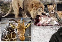 Nenáviděný ředitel zoo, který nechal popravit žirafu: Ročně zabijeme až 30 zvířat!