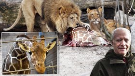Ředitel přiznal, že utrácení zvířat je v jeho zoo běžná praxe.