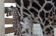 když po narození měřila žirafka bezmála dva metry, je vysoká jen jako mámina noha.