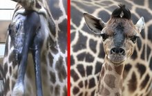 Žirafa Nancy v liberecké zoo: Rodila dvě hodiny