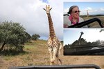 Žirafa pronásledovala turisty napříč safari.