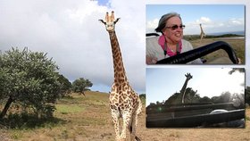 Žirafa pronásledovala turisty napříč safari.