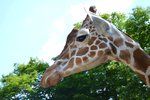 Žirafí samec M’Toto už není mezi živými. V brněnské zoo ho museli utratit.