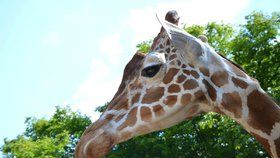 Žirafí samec M’Toto už není mezi živými. V brněnské zoo ho museli utratit.