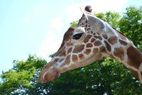 Smrt žirafího samce v brněnské zoo. M’Toto špatně žral a museli ho utratit