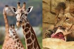 V ostravské zoo museli utratit žirafu, měla srdeční problémy. Maso sežrali šelmy.