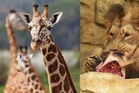 Žirafu v Zoo Ostrava museli uspat: Nakrmili s ní šelmy!