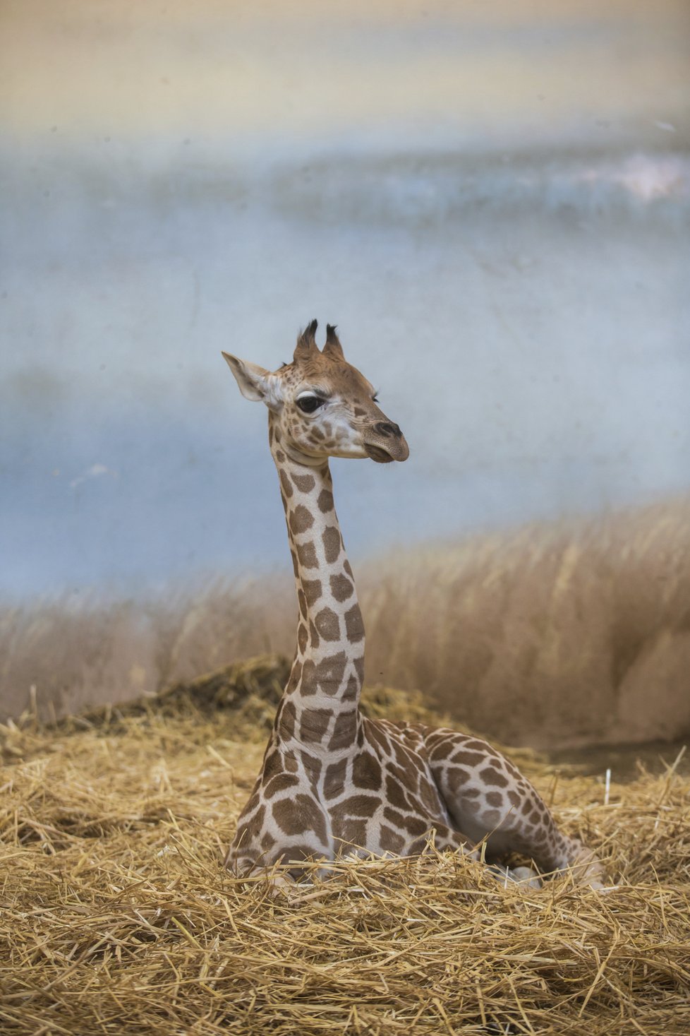 Žirafa severní núbijská