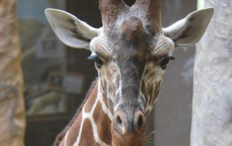 Žirafí samec Manu (8).