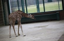 Zoo v Kodani zabila bezdůvodně žirafu: Utratili mládě a teď jím krmí šelmy!