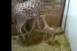 V Olomouci se narodilo 51. mládě žirafy