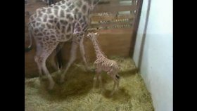 V Olomouci se narodilo 51. mládě žirafy