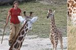 Žirafímu mláděti se velmi dobře daří. Má skvělou mámu, tety i ošetřovatele.