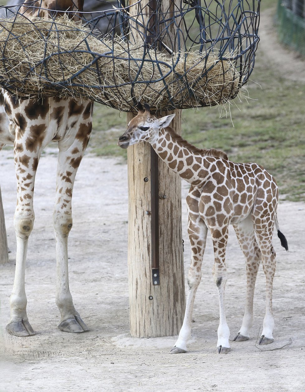Žirafímu mláděti se velmi dobře daří. Má skvělou mámu, tety i ošetřovatele.