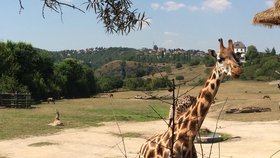 Většina lidí se podle biologa z americké Dukeovy univerzity Stuarta Pimmse domnívá, že žirafy nic neohrožuje, protože jsou zvyklí je vidět v zoologických zahradách.