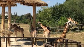 Většina lidí se podle biologa z americké Dukeovy univerzity Stuarta Pimmse domnívá, že žirafy nic neohrožuje, protože jsou zvyklí je vidět v zoologických zahradách.