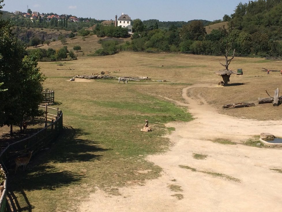 Žirafy ve výběhu v Zoo Praha.