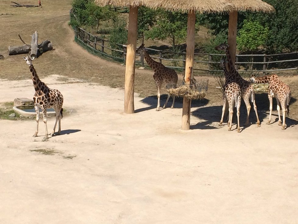 Žirafy ve výběhu v Zoo Praha.