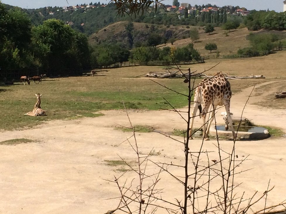 Žirafy ve výběhu v Zoo Praha.