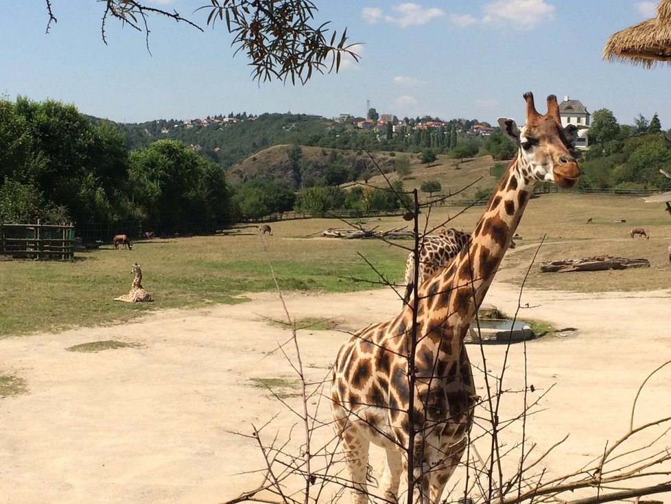 Žirafy ve výběhu v Zoo Praha.