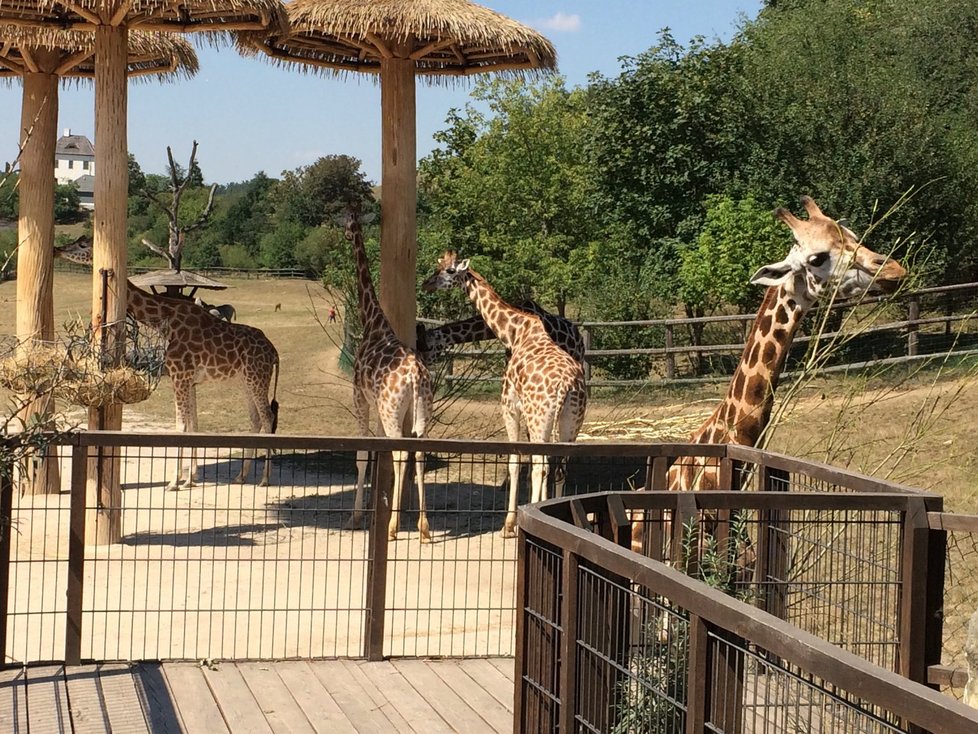 Žirafy ve výběhu v Zoo Praha.