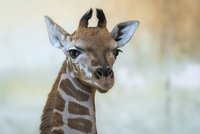 Nový přírůstek v pražské Zoo! Z Lipska přicestovala samička Niara