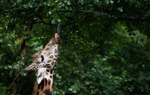 Žirafáci milují listy a kapky deště, ale neradi moknou: Kdo si chce líznout? 