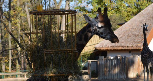 Smutná zpráva ze zlínské zoo: Uhynul žirafák Bataro! Tělo poslouží k preparaci