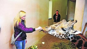 Lucka Borhyová u žiraf v pražské ZOO