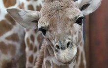 Tragédie v brněnské zoo: Tříměsíční žirafátko se zabilo pádem ve výběhu!