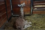 Vítej na světě! V brněnské zoologické zahradě se právě narodila žirafí samička.