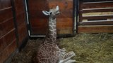 VIDEO: Žirafa v Brně rodila v přímém přenosu