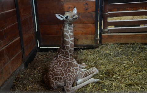 VIDEO: Žirafa v Brně rodila v přímém přenosu